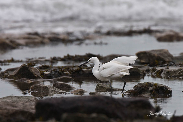 L'aigrette garzette au gagnage Vous la trouverez sur toutes nos côtes et à l'intérieur des terres dans les marais